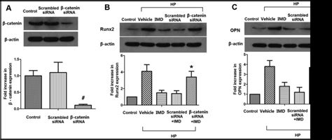 Intermedin147 Inhibits High Phosphateinduced Vascular Smooth Muscle