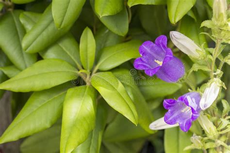 Canterbury Bells Flower Stock Image Image Of Beautiful 85599449