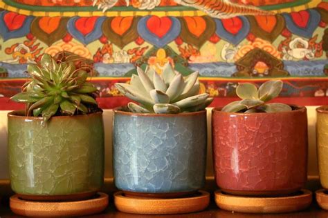 Rempoter Des Boutures De Succulentes Planters Planter Pots Pot