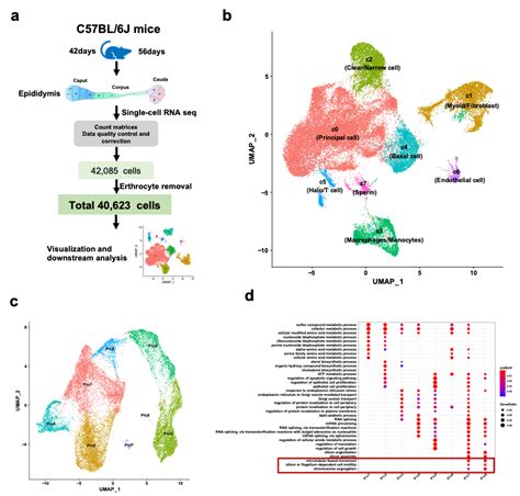 Large Scale Single Cell Sequencing Uncovers The Epididymis Cell Atlas And Mitochondria Segmental