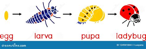 Ciclo De Vida De La Mariquita Etapas Del Desarrollo De La Mariquita Del Huevo Al Insecto Adulto