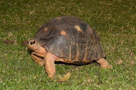 Astrochelys Radiata Radiated Tortoise Native To The Arid Flickr