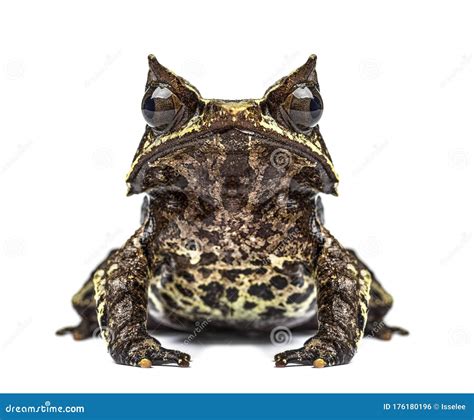 Long Nosed Horned Frog Facing At The Camera Megophrys Nasuta Stock