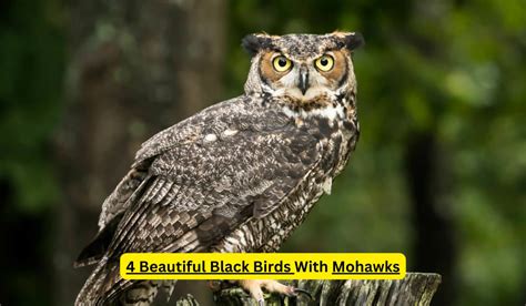 Why Do Owls Hoot During The Day Unveil 4 Secrets Spark Lark