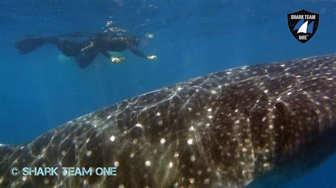 Endangered Whale Shark Conservation Program