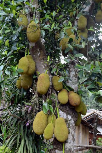 asia thailand plantation fruit jackfruits stock photo  image