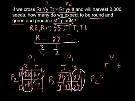 When To Add Or Multiply Probabilities In Genetics