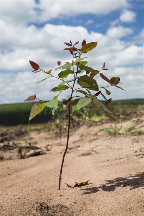 Bosque Del Eucalipto En El Sao Paulo State El Brasil Plantas Para El