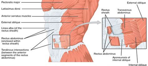 Back and Abdominal Muscles - Low Back Pain Program