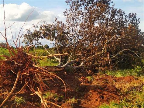 Sete S O Atuados Em R Mil Por Derrubada De Rvores Em Rea De