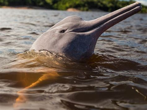 ONG diz que animais da Amazônia sofrem selfies de turistas