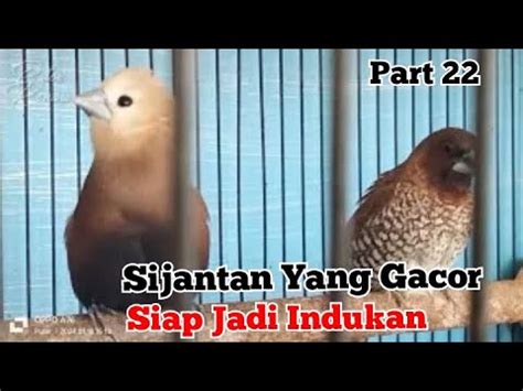 Proses Penjodohan Burung Emprit Sama Kenari Part Youtube