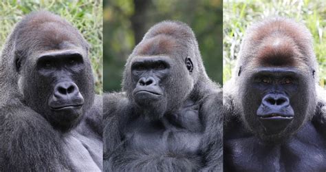 ‘Bachelor troop’ of gorillas comes to Ohio zoo — and they may be ...