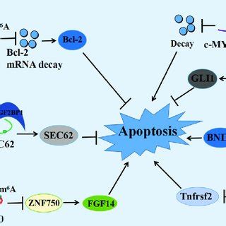 The Emerging Mechanisms Of M A Modulators In The Cell Cycle A The