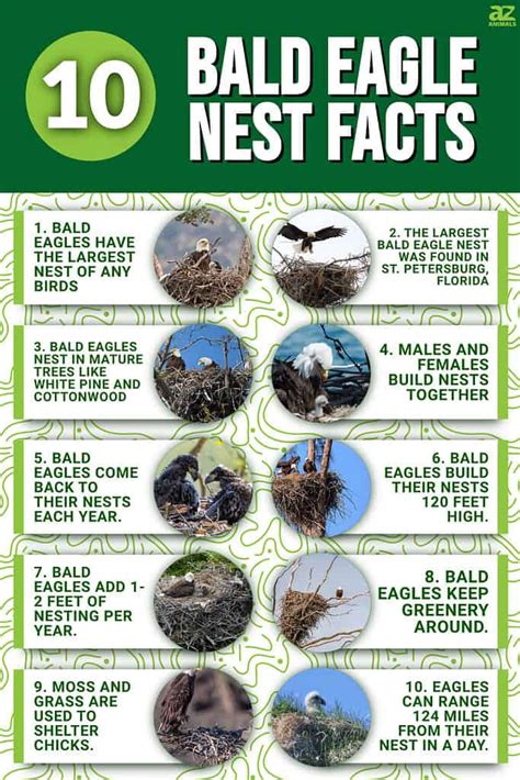 Bald Eagle Nest: 10 Fun Facts - A-Z Animals