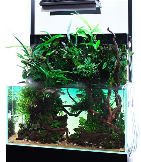 Enjoy Dooa Open Top Aquarium With Driftwood And Wabi Kusa In System