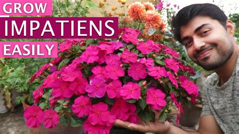 Impatiens Flower Impatiens Plant Care Grow Impatiens Easily