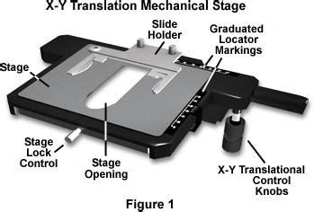 pétalo cerrar Impulso stage clip microscope Incorrecto Conquista Pensamiento