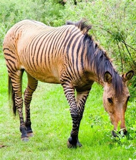 A Zebroid Is The Offspring Of Any Cross Between A Zebra And Any Other