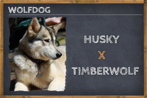 Husky Timber Wolf Mix (Wolfdog) - Info, Pictures, & Facts | ZooAwesome