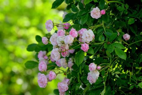 Quelles Fleurs Planter En Juillet Des Couleurs Clatantes Pour Votre