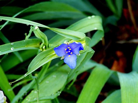 Tiny Blue Wildflower Wild Flowers Plants Flowers