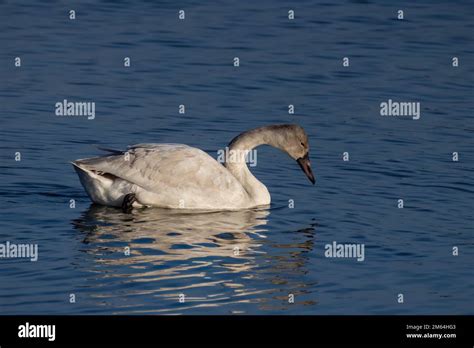 The Tundra Swan Cygnus Columbianus Young Bird On The Lake This Is A