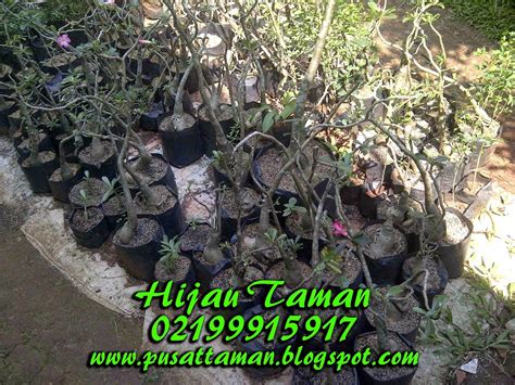 KAMBOJA JEPANG | BONSAI ADENIUM | JUAL TANAMAN HIAS | TUKANG TAMAN