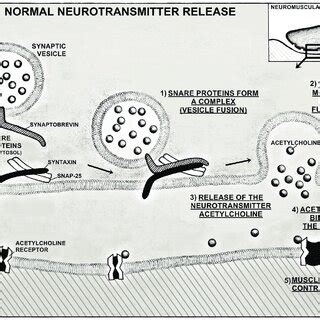 Botulinum neurotoxin mechanism of action in the neuromuscular junction ...