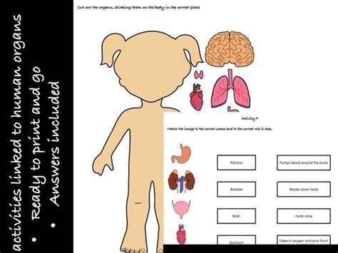 Human Organs Activity Bundle Teaching Resources