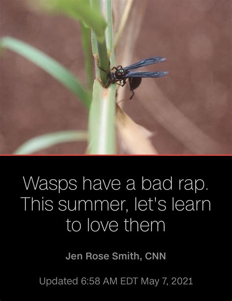 Best R Fuckwasps Images On Pholder Fuck Wasps