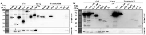 Secretion Of Selected Proteins Western Blot Image Showing The