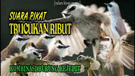 Suara Pikat Burung Trucukan Kombinasi Burung Kejepit Paling Ampuh Juli