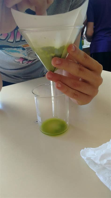 Taller Biologia Separación de pigmentos vegetales por cromatografía