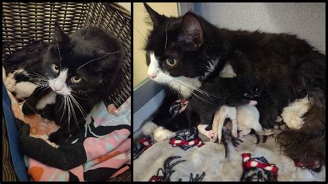 Cat Newborn Kittens Rescued Hours Before Storm