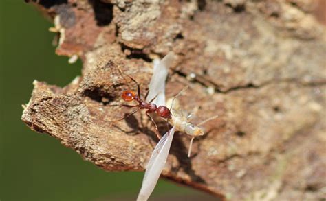 MObugs: War of the Termites and Ants