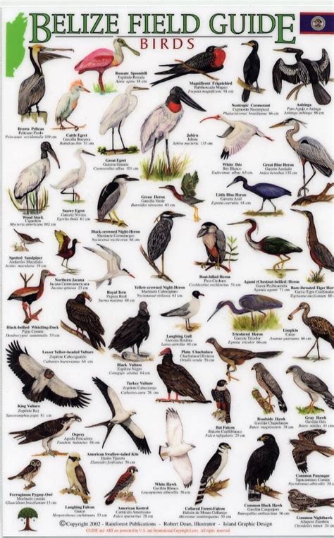 Exotic birds, Bird breeds, Pet birds