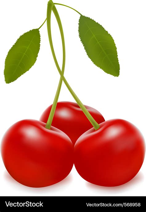 Three Cherries Royalty Free Vector Image Vectorstock