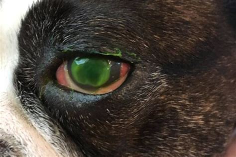 How To Tell If A Corneal Ulcer Is Healing In Dogs Mouth