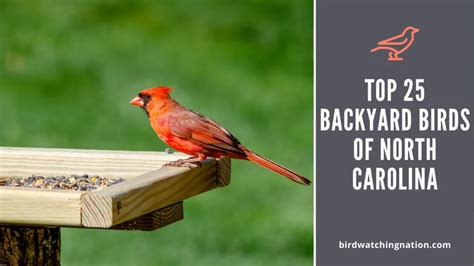 Top 25 Backyard Birds Of North Carolina: Diverse Species You Can See In Your Backyard ...