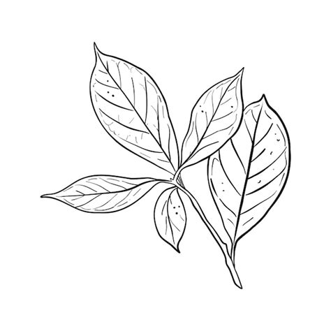 Premium Vector Avocado Leaf Vector Illustration Branch Of Avocado