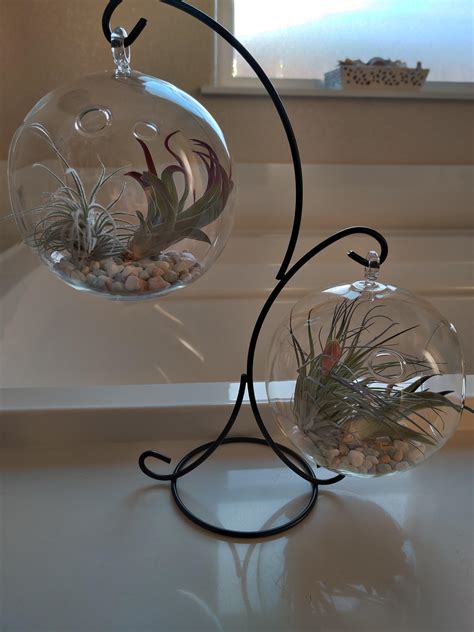 Cys Excel 6 Hanging Glass Orb Terrariums 2 Pcs Air Plants Planter Globes