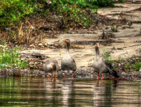 Duck Trio Photograph By Debra Forand Fine Art America