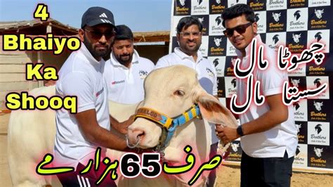 Sirf 65 Hazar Me Qurbani 2024 Ka Janwer 4 Bhai Ka Shooq Mandi Se