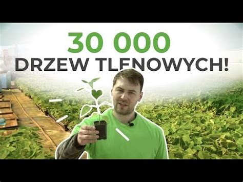 Drzew Tlenowych Youtube