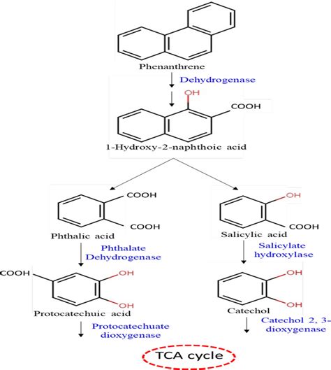 The Proposed Aerobic Metabolic Pathway Of Phe Degradation By P