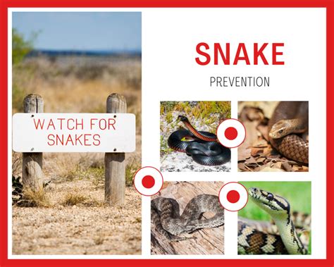 Snake Prevention