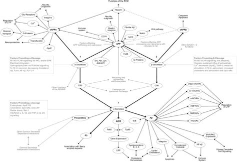 A Limited Map Of Amyloid Precursor Protein Relationships Showing