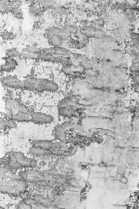 white birch bark 59277024 Stock Photo at Vecteezy