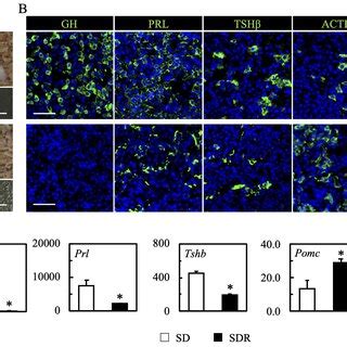 Immunofluorescence Analysis Of Sex Determining Region Y Box SOX